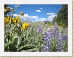 Wyoming2008 027 * Wildflowers * Wildflowers * 3072 x 2304 * (3.72MB)